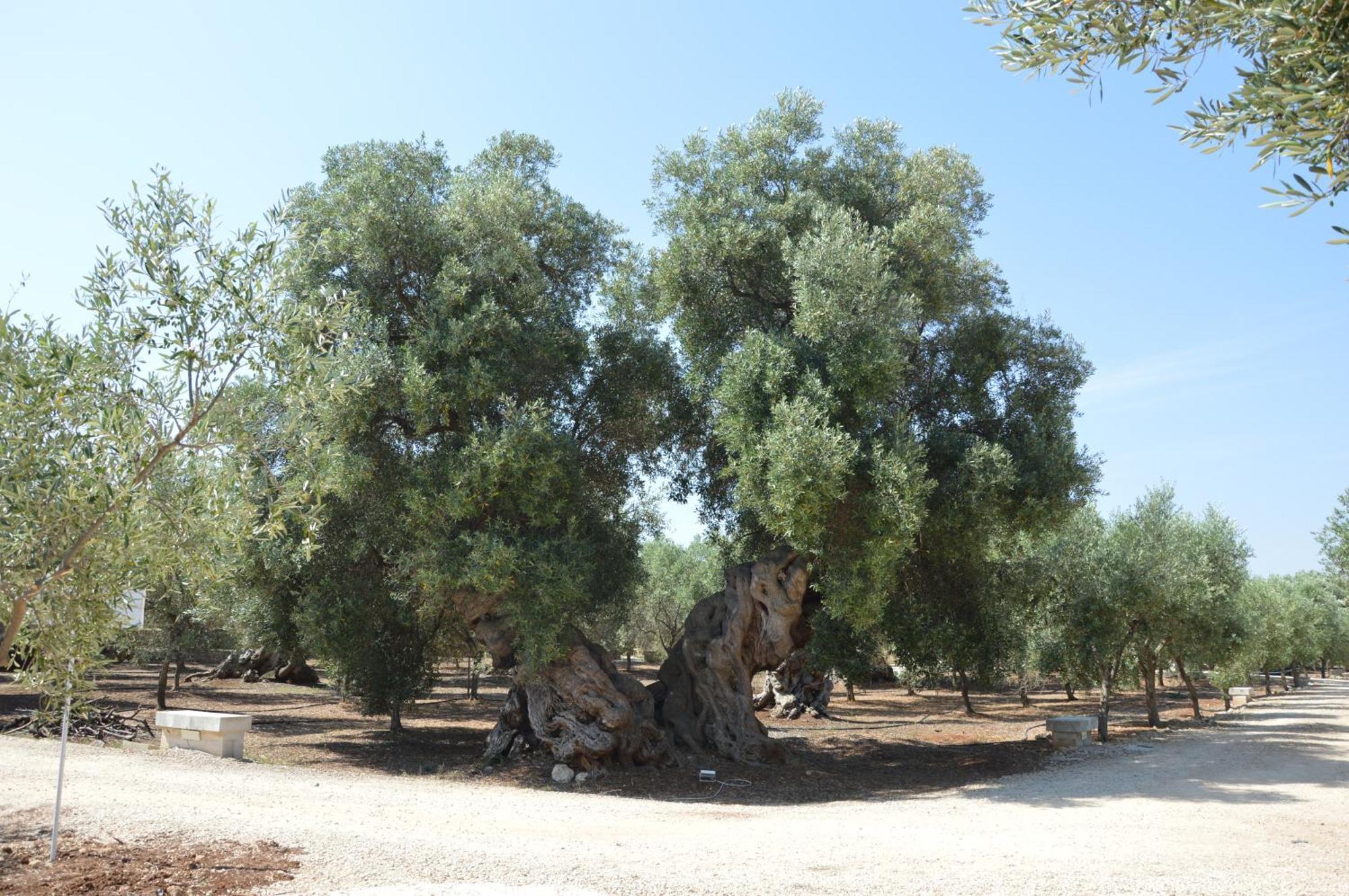 Agriturismo Masseria San Leonardo Savelletri Ngoại thất bức ảnh